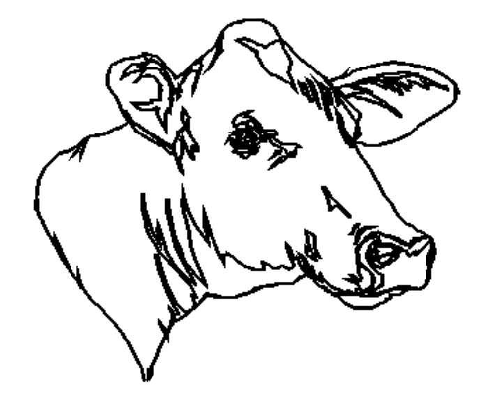 planse desene de colorat vaca vitel taur bou